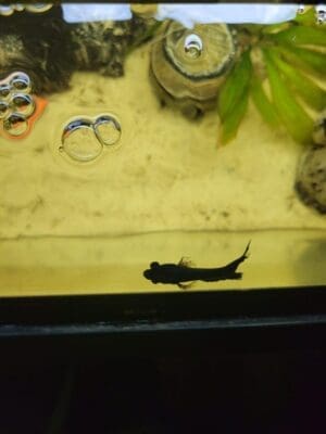 Fish with Popeye