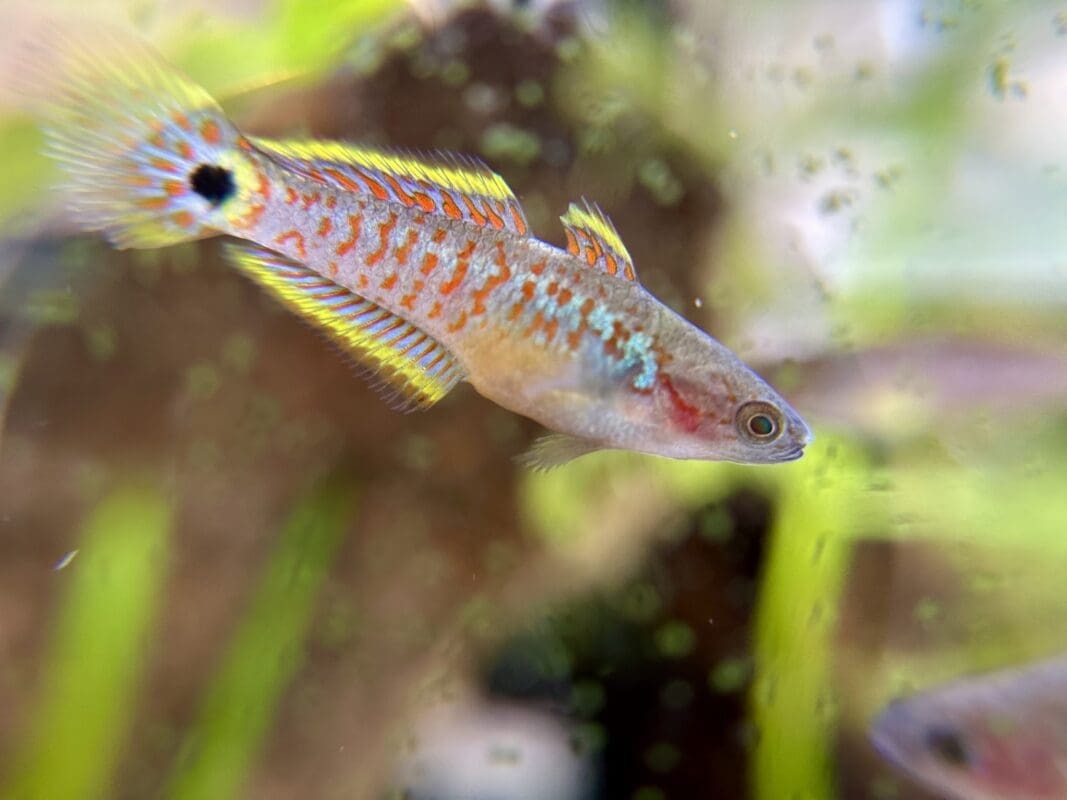 Peacock Gudgeon Breeding Group (15gal) - Image 2